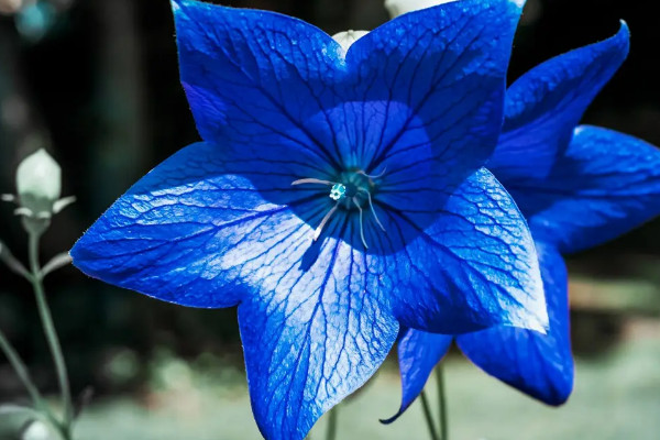 桔梗花的花语永恒的爱修仙者终生守候桔梗