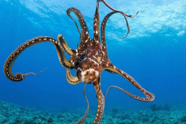 大王乌贼有多大,最长18.5米/最重997千克(80米是谣言) — 探灵网