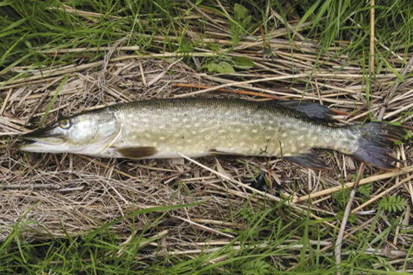 狗鱼是什么鱼淡水鱼俗称鸭鱼