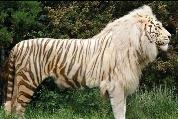 狮虎兽和虎狮兽的区别严格意义上差别不大均为狮子和老虎的杂交种
