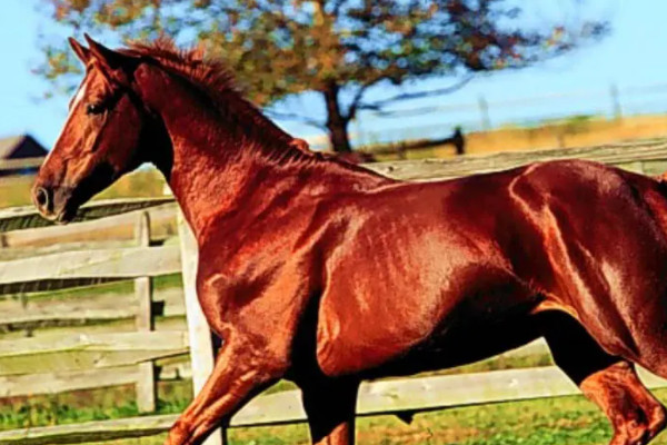 再加上现在全世界也才只有3000多匹汗血马,因此价格自然是非常昂贵的