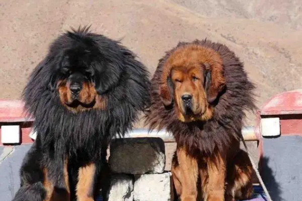 蒙古獒和藏獒的区别藏獒比蒙古獒肥外形差异