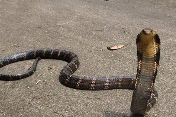 舟山眼镜蛇形态特征