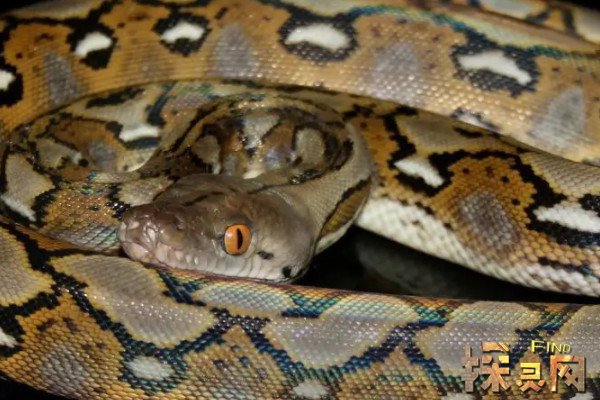 最大的蛇有多大长达1485米名为桂花的网纹蟒