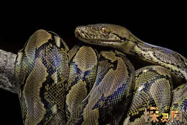 最大的蛇有多大长达1485米名为桂花的网纹蟒