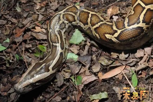 现在已知世界上最大的蛇类为网纹蟒,属于蛇亚目,蛇亚目属大型蟒蛇,因