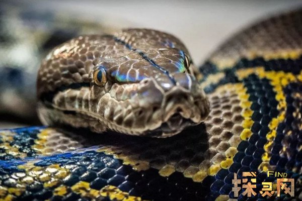 现在已知世界上最大的蛇类为网纹蟒,属于蛇亚目,蛇亚目属大型蟒蛇,因