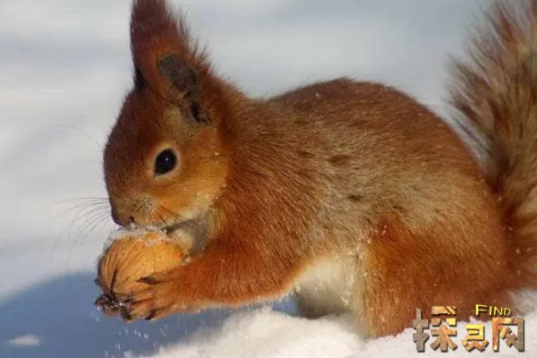 冬眠的动物各种冬眠动物介绍松鼠冬眠时身体僵硬冰凉