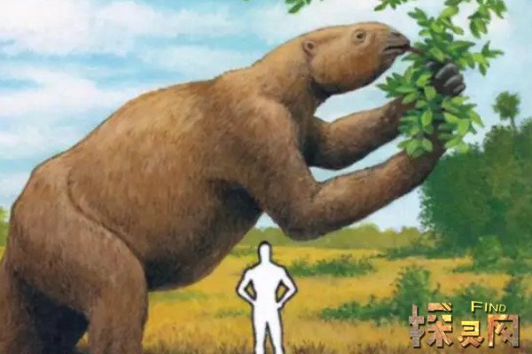 巨型短面熊目前发现体型最大的熊美洲大陆上的掠食动物