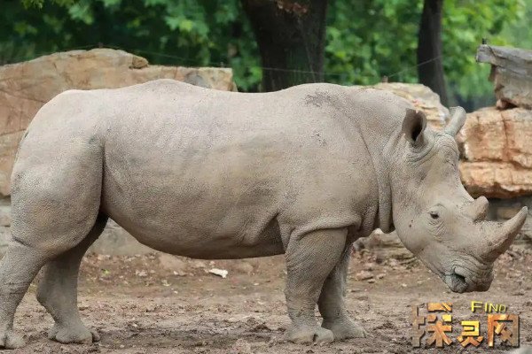 但读音很像英语中的白色的读音,随着历史的发展,名字就变成了白犀牛