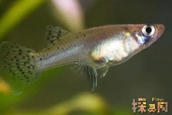 食蚊鱼和孔雀鱼区别主要不同在于尾巴孔雀鱼尾巴较大