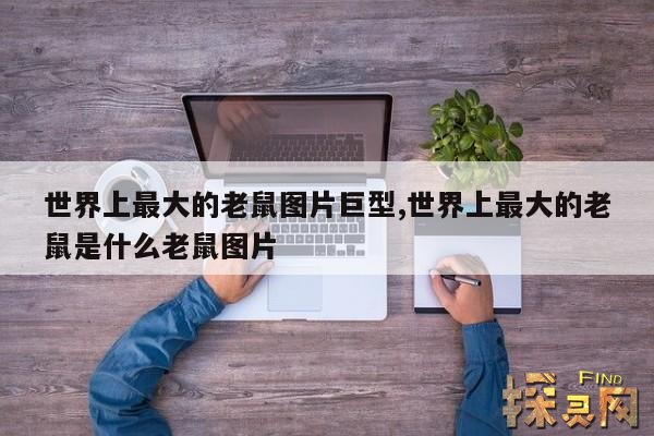 世界上最大的老鼠图片巨型,世界上最大的老鼠是什么老鼠图片