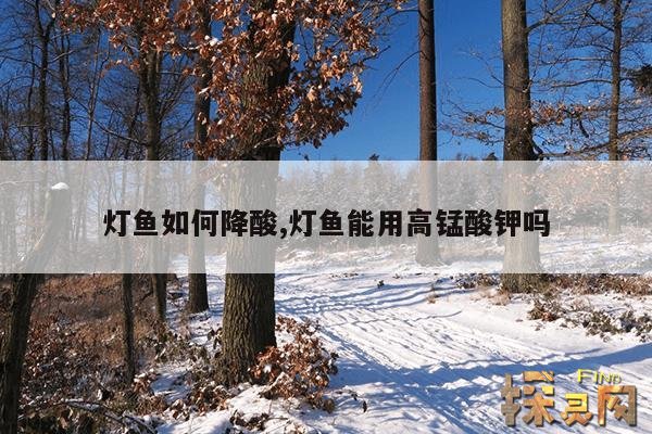 灯鱼如何降酸,灯鱼能用高锰酸钾吗