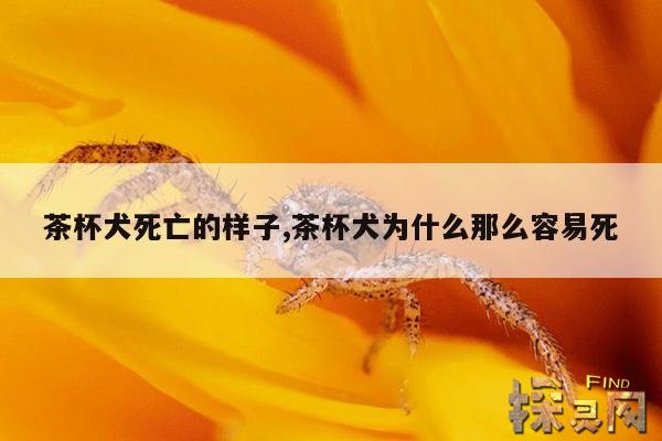茶杯犬死亡的样子,茶杯犬为什么那么容易死