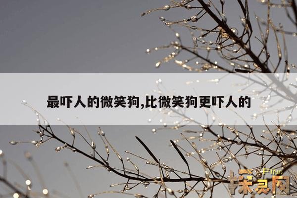 最吓人的微笑狗,比微笑狗更吓人的