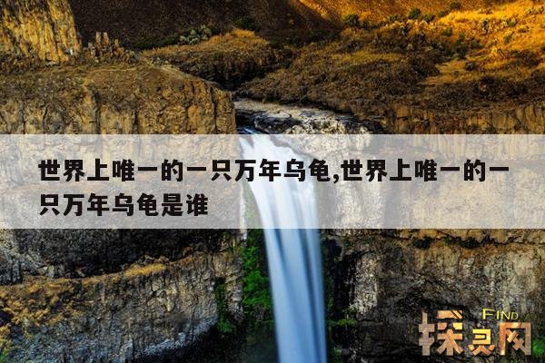 世界上唯一的一只万年乌龟,世界上唯一的一只万年乌龟是谁