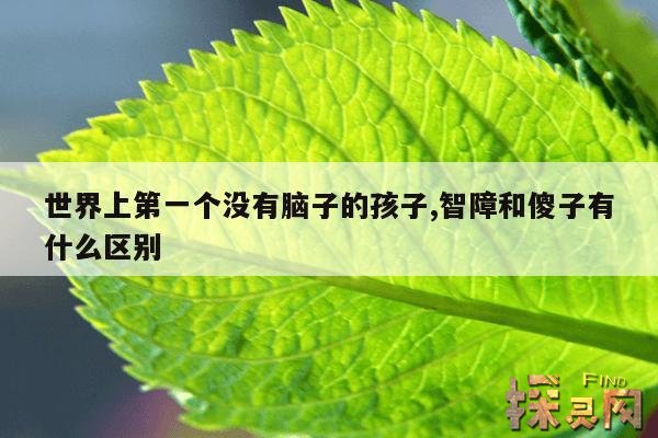 世界上第一个没有脑子的孩子,智障和傻子有什么区别