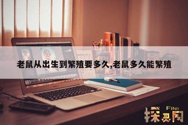 老鼠从出生到繁殖要多久,老鼠多久能繁殖