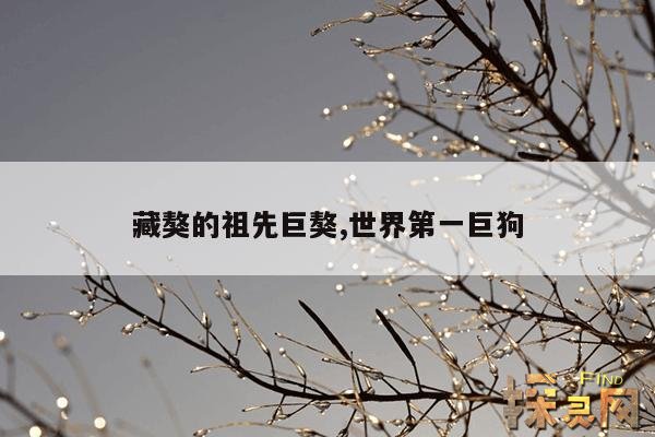 藏獒的祖先巨獒,世界第一巨狗