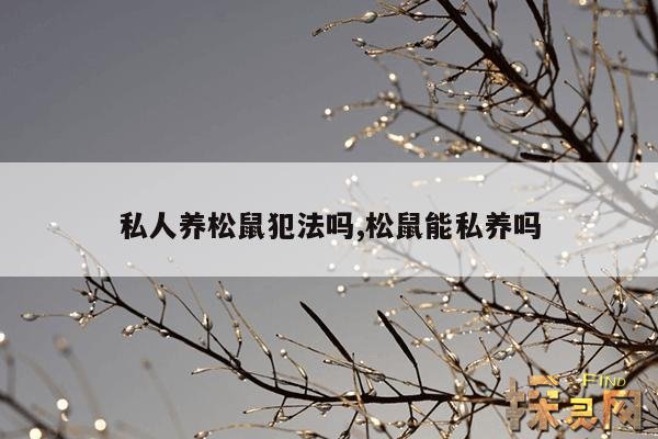 私人养松鼠犯法吗,松鼠能私养吗