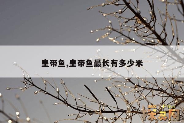皇带鱼,皇带鱼最长有多少米