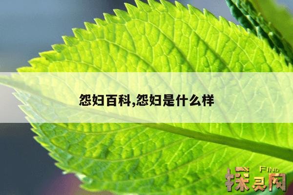 怨妇百科,怨妇是什么样