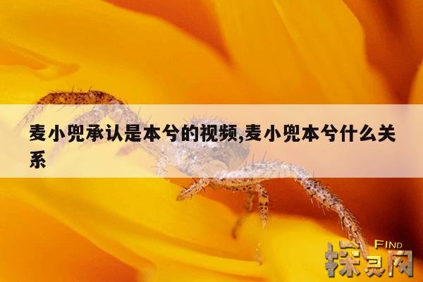 麦小兜承认是本兮的视频,麦小兜本兮什么关系