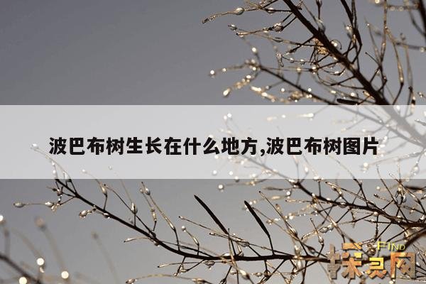 波巴布树生长在什么地方,波巴布树图片