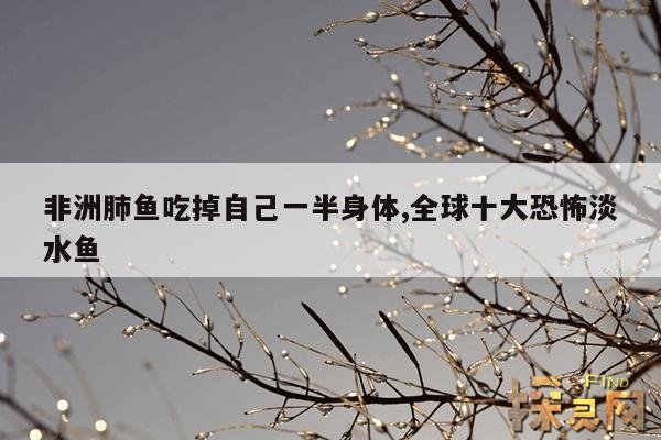 非洲肺鱼吃掉自己一半身体,全球十大恐怖淡水鱼