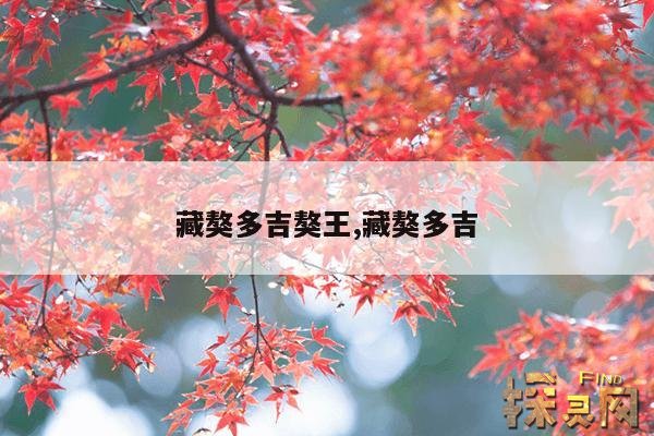 藏獒多吉獒王,藏獒多吉