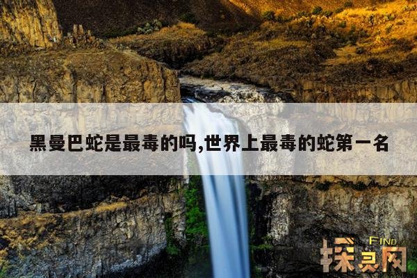 黑曼巴蛇是最毒的吗,世界上最毒的蛇第一名
