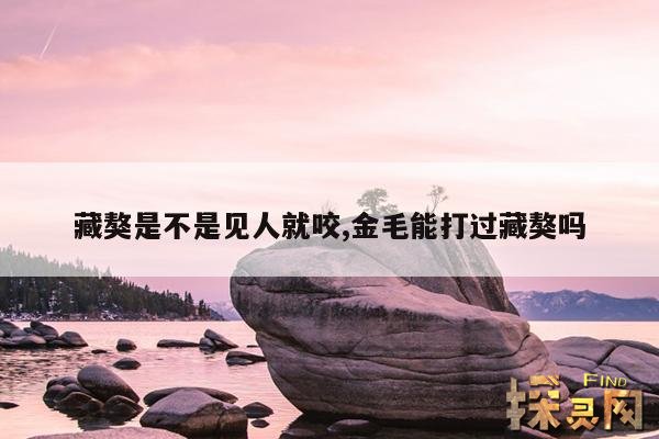 藏獒是不是见人就咬,金毛能打过藏獒吗