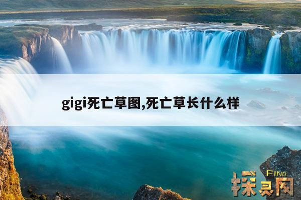 gigi死亡草图,死亡草长什么样