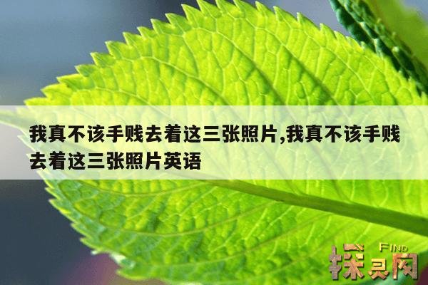 我真不该手贱去着这三张照片,我真不该手贱去着这三张照片英语