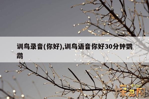 训鸟录音(你好),训鸟语音你好30分钟鹦鹉