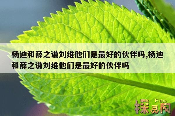 杨迪和薛之谦刘维他们是最好的伙伴吗,杨迪和薛之谦刘维他们是最好的伙伴吗