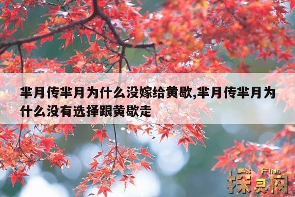 芈月传芈月为什么没嫁给黄歇,芈月传芈月为什么没有选择跟黄歇走