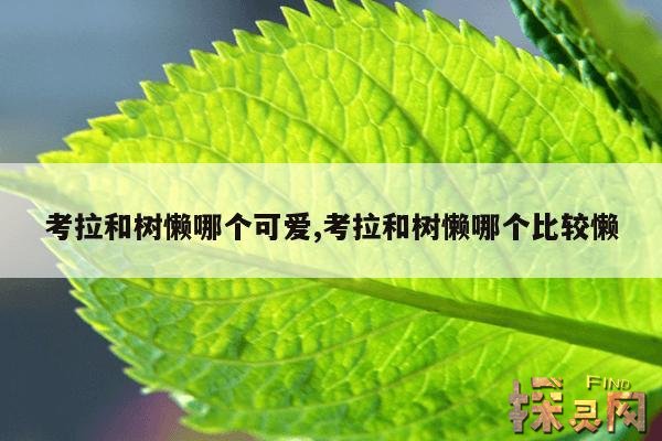 考拉和树懒哪个可爱,考拉和树懒哪个比较懒