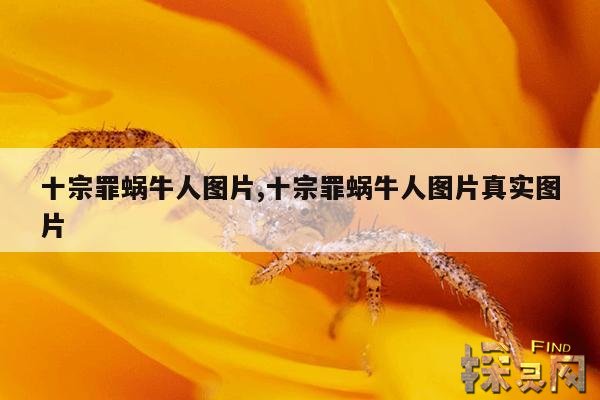 十宗罪蜗牛人图片,十宗罪蜗牛人图片真实图片