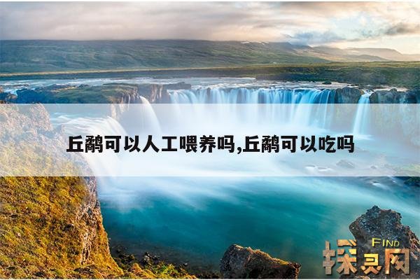 丘鹬可以人工喂养吗,丘鹬可以吃吗
