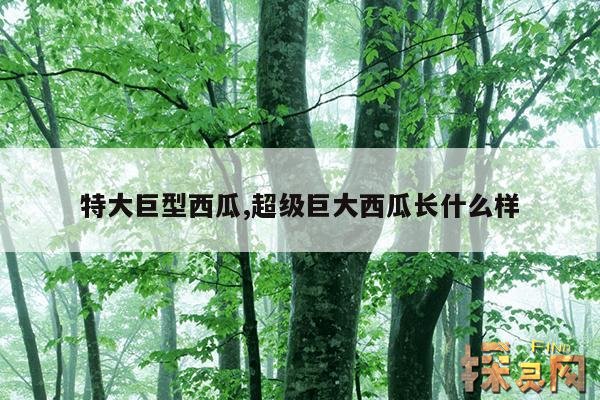 特大巨型西瓜,超级巨大西瓜长什么样