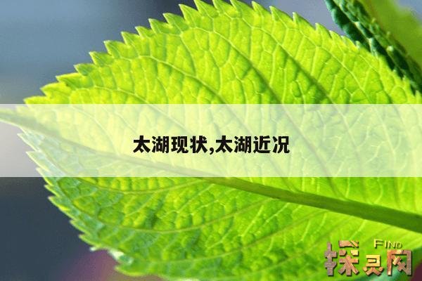 太湖现状,太湖近况