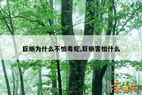 巨蜥为什么不怕毒蛇,巨蜥害怕什么