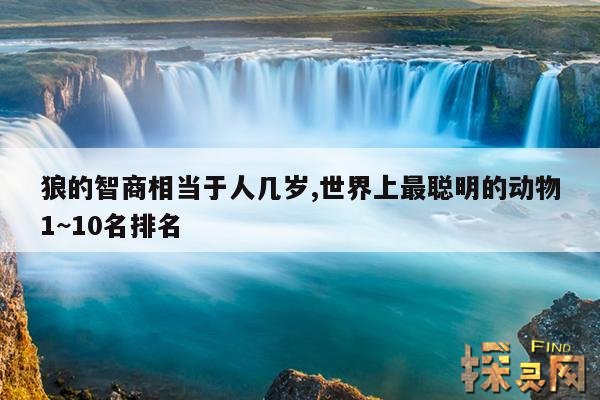 狼的智商相当于人几岁,世界上最聪明的动物1~10名排名