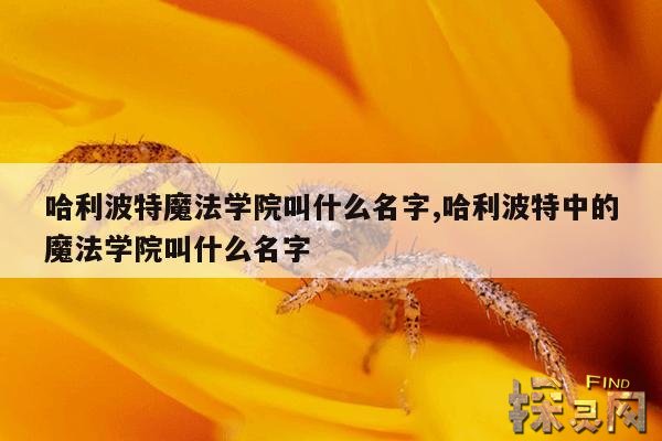 哈利波特魔法学院叫什么名字,哈利波特中的魔法学院叫什么名字