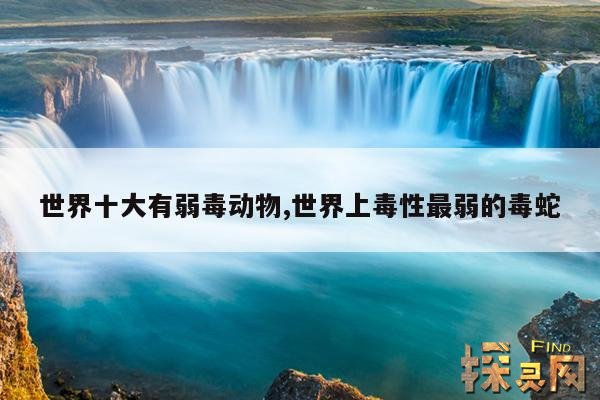 世界十大有弱毒动物,世界上毒性最弱的毒蛇
