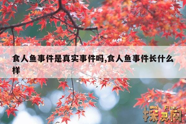 食人鱼事件是真实事件吗,食人鱼事件长什么样
