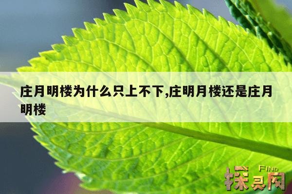 庄月明楼为什么只上不下,庄明月楼还是庄月明楼