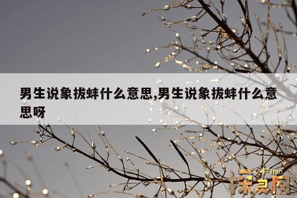 男生说象拔蚌什么意思,男生说象拔蚌什么意思呀