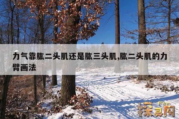 力气靠肱二头肌还是肱三头肌,肱二头肌的力臂画法